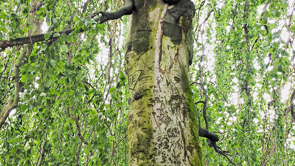 Letitý převislý buk na břehu zámeckého jezírka v Heřmanově Městci dává stín v parném létě i přítmí milencům