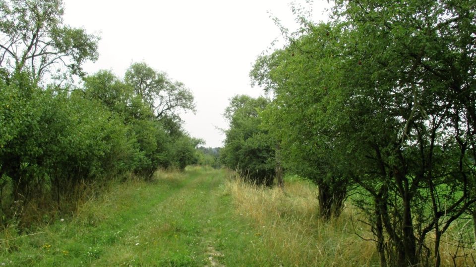 Neznačená cesta z Lednice na Rohatiny