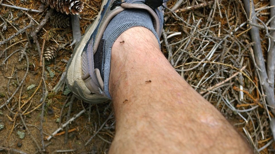 Mravenčí stezka na Šebeni 