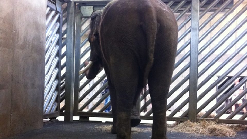 Nový sloní samec Ankhor ve výběhu pražské zoo