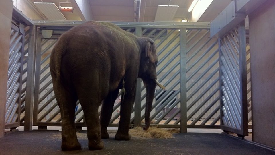 Nový sloní samec Ankhor ve výběhu pražské zoo