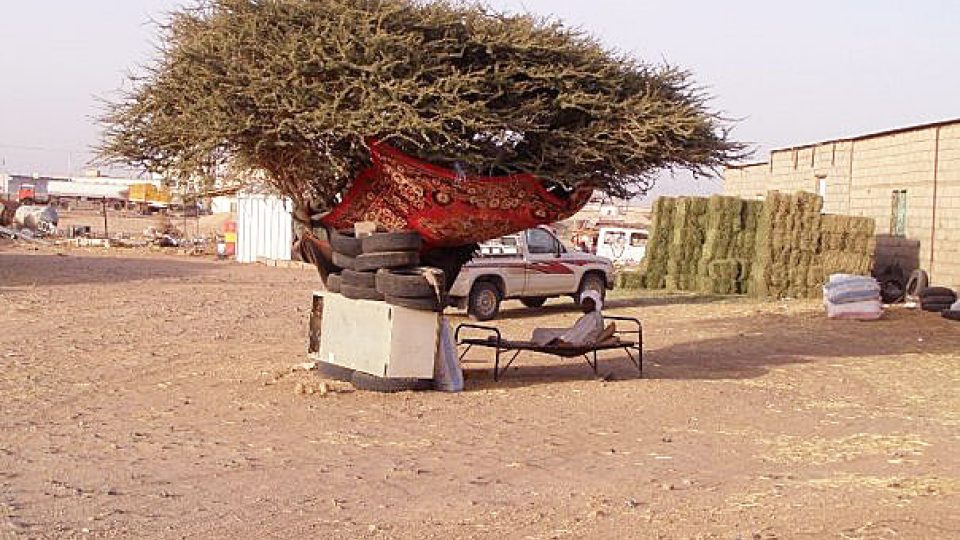 Hlídač sena s postelí v koruně stromu (Saúdská Arábie)