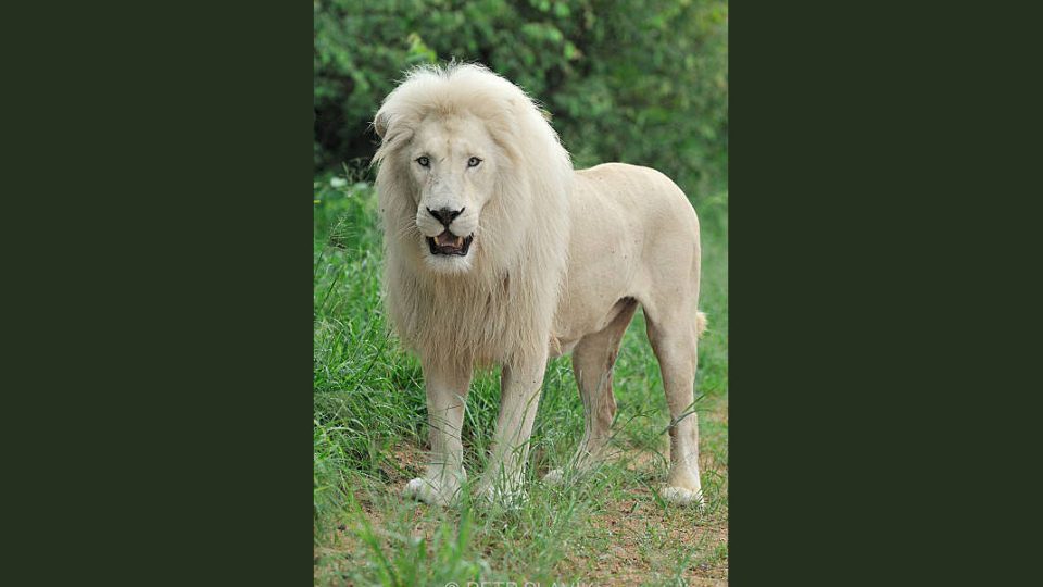 Bílý lev, Pafuri, Jihoafrická republika