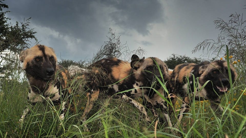 Psi hyenovití focení v Naankuse (Namibie). Sežerou fotografa nebo ne?