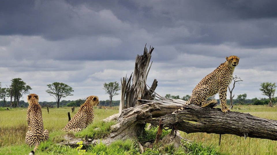 Gepardí bratři zapozovali v Delta Okavanga (Botswana)