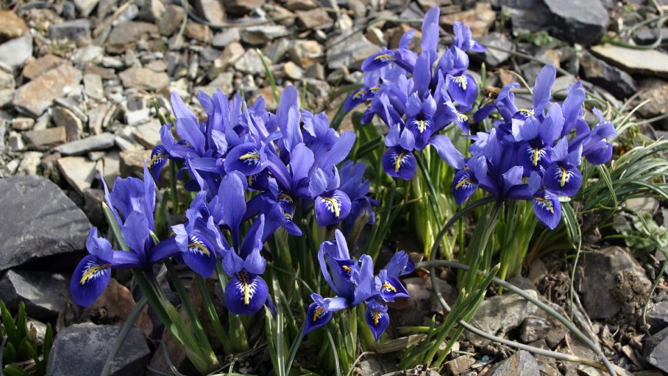 Kosatčík (Iris reticulata)