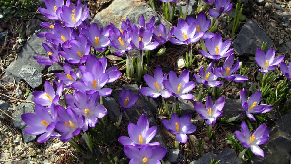 Krokus setý v modré variantě (Crocus sativus)