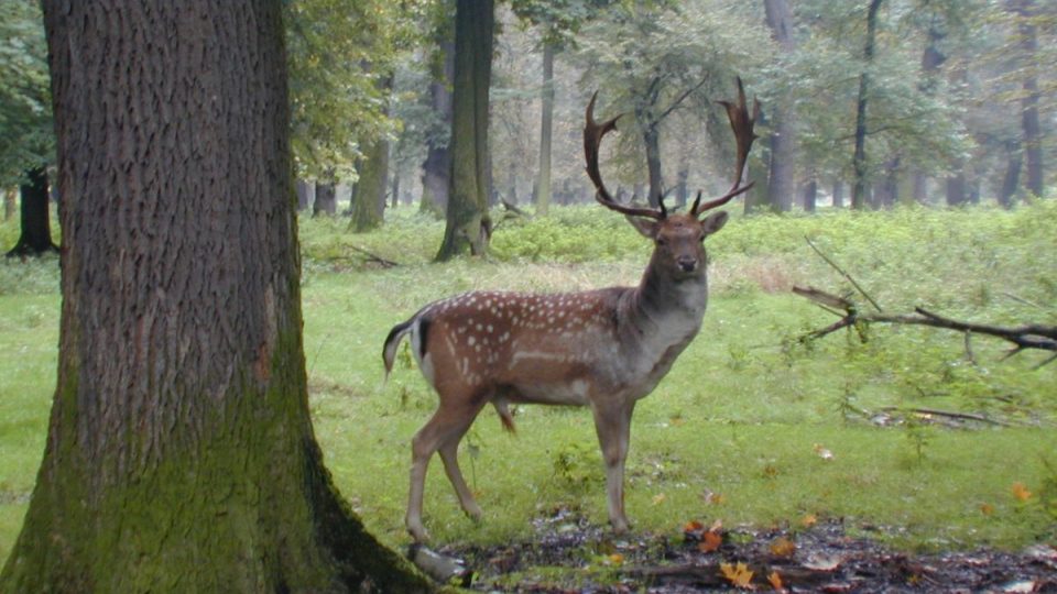 Daněk v dančí oboře během října