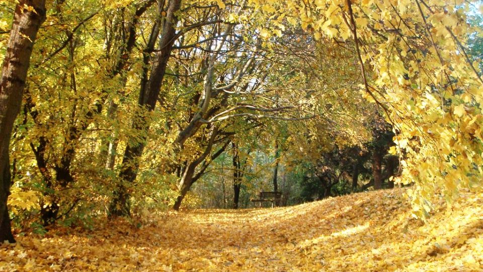 Zlatý podzim v Čertově rokli, brněnské sídliště Lesná