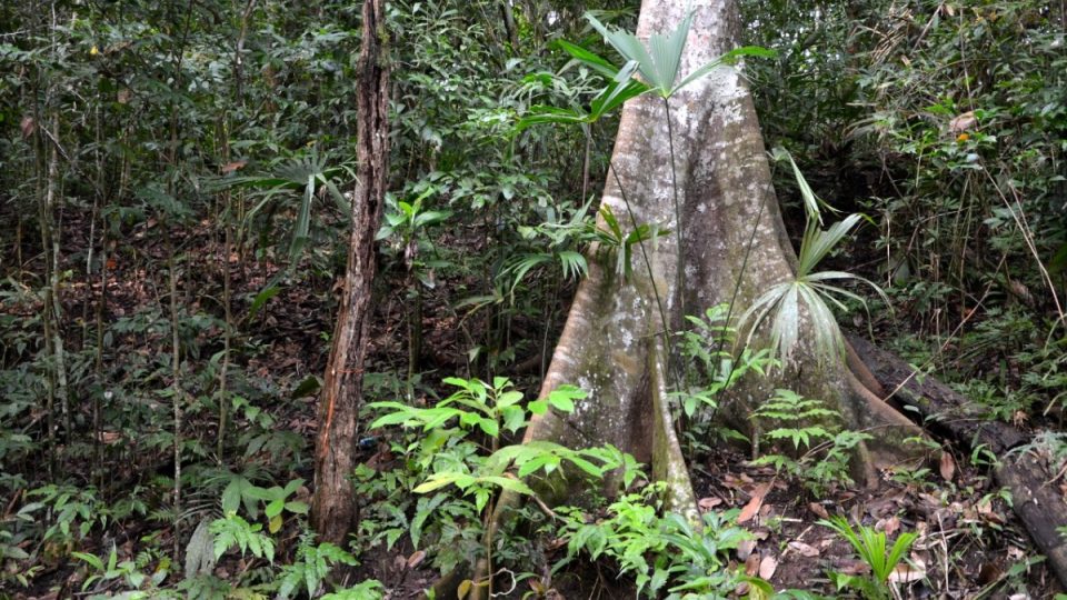 Zkoumání panamské přírody by mělo vědcům pomoci lépe porozumět biologickým procesům, které člověk ohrožuje svým působením