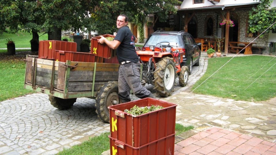 Svážení přepravek s vínem z vinohradu