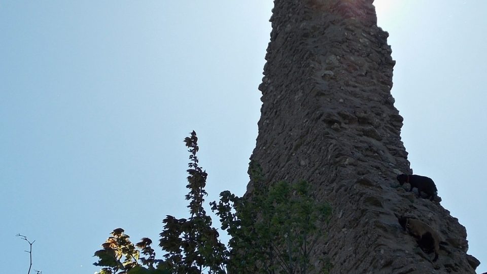 Zřícenina hradu Starý Jičín - kozy