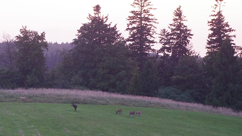Laně a jelen na říjišti