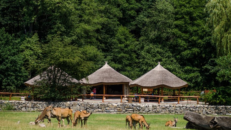 Safari ZOO Ostrava