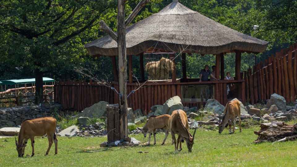 Výběh Afrika