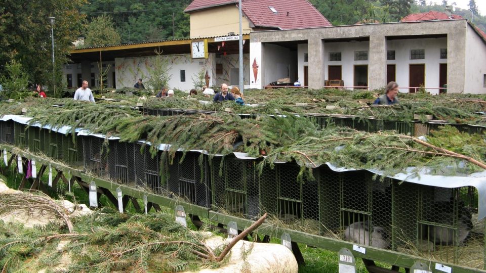 Kotce na výstavě