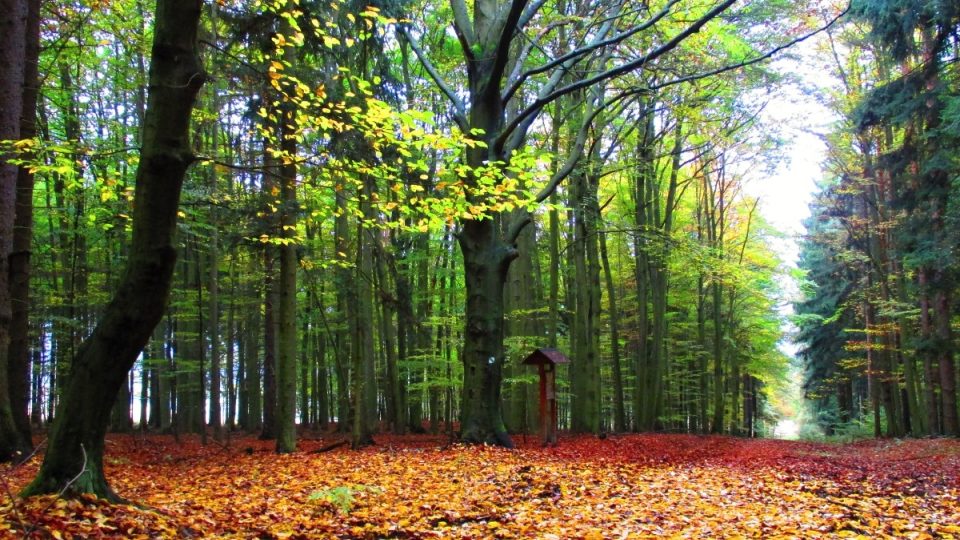 Podzimní poezie stromů