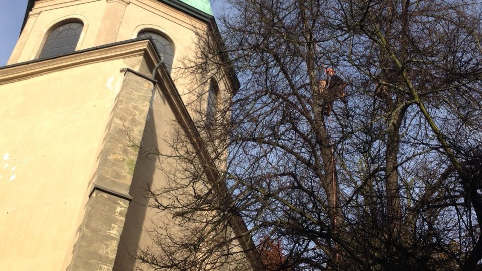 Arboristé upravují stromy v centru Havlíčkova Brodu 