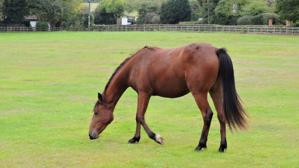 Charitě RSPCA se v Británii stará o 700 opuštěných koní