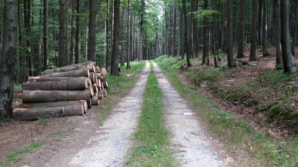 Cesta na vrchol Slunečné není nijak náročná, kromě stoupání těsně pod vrcholem