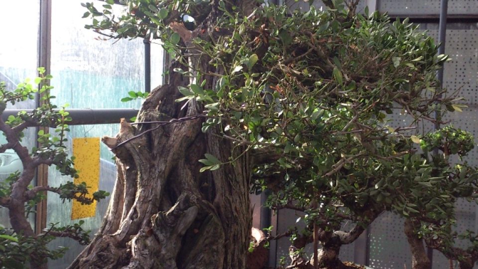 Bonsai centrum Libčany - nejstarší pokojová bonsai (330 let) - Murraya paniculata - jasmínový pomeranč