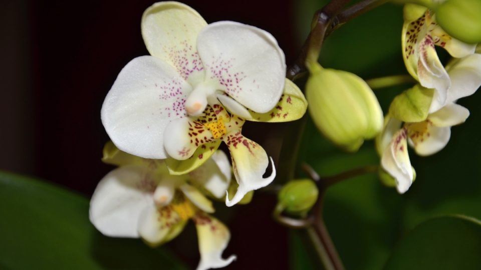 Orchidej phalaenopsis