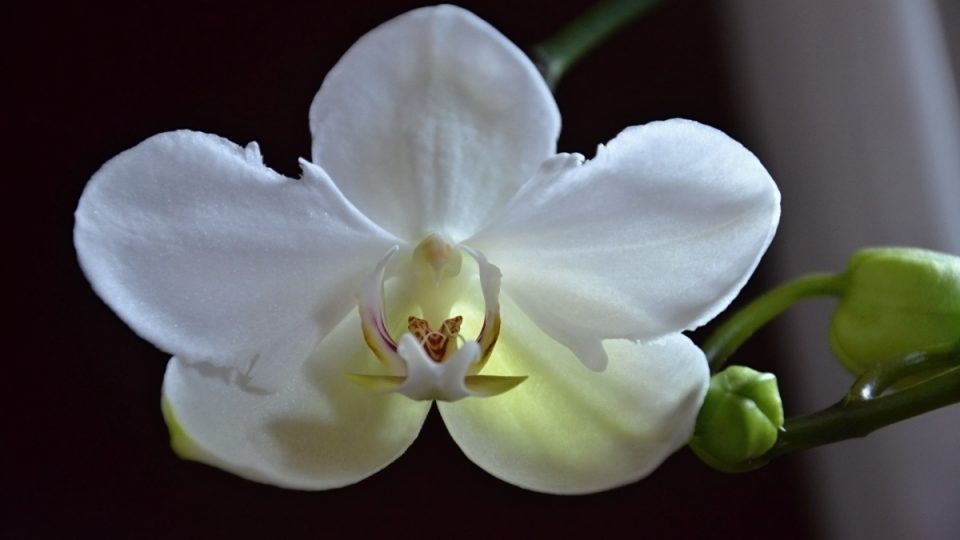 Orchidej phalaenopsis