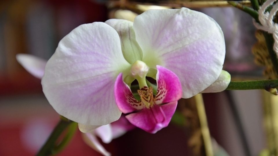 Orchidej phalaenopsis