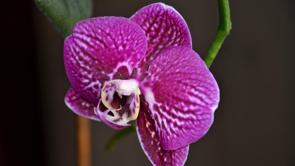 Orchidej phalaenopsis