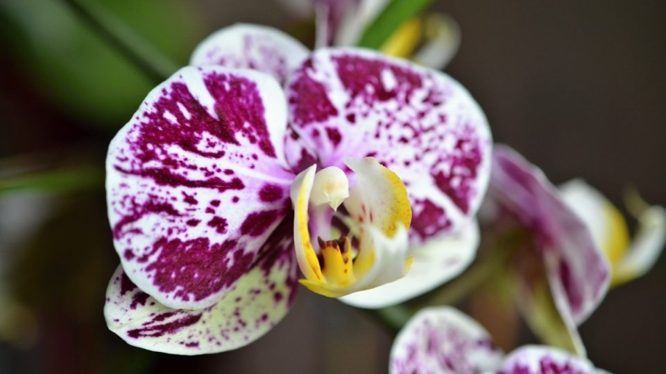 Orchidej phalaenopsis