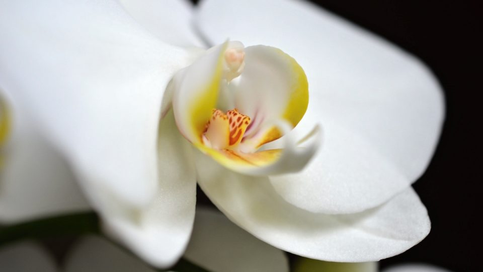 Orchidej phalaenopsis