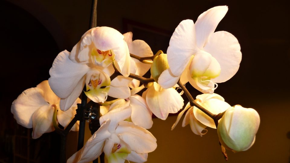 Orchidej phalaenopsis