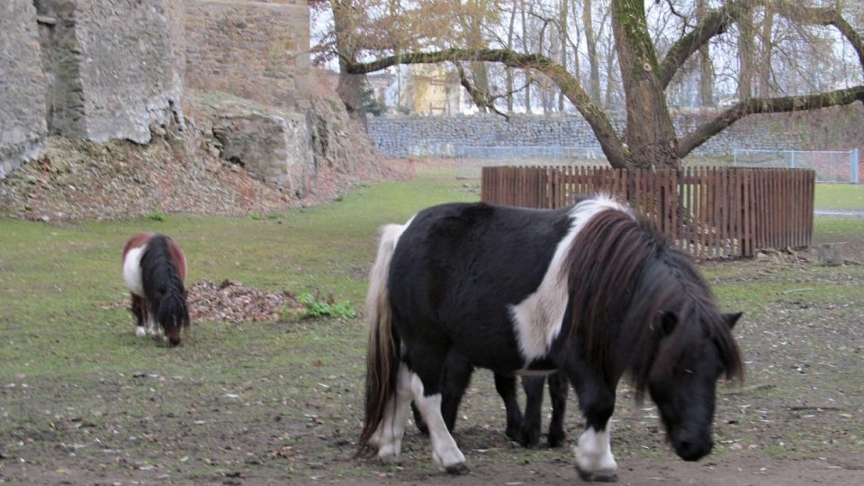 Poníci a památná vrba