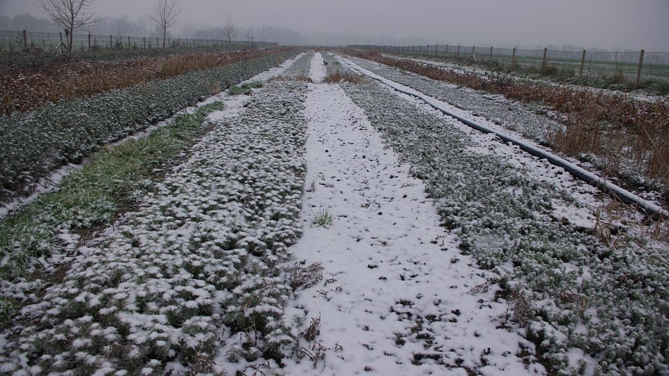 Jednoroční semenáčky smrku