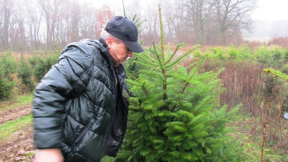 Zákazníci si stromke mohou vybrat přímo na plantáži