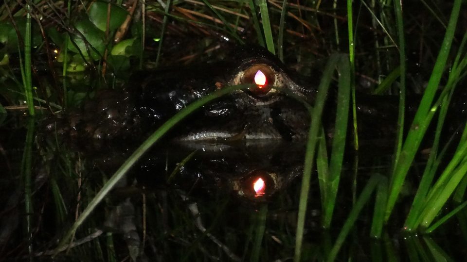 Ekvádor: Amazonie 03268694.jpeg