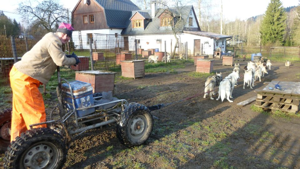 Musherka Jana Henychová se svým psím spřžením při tréninku