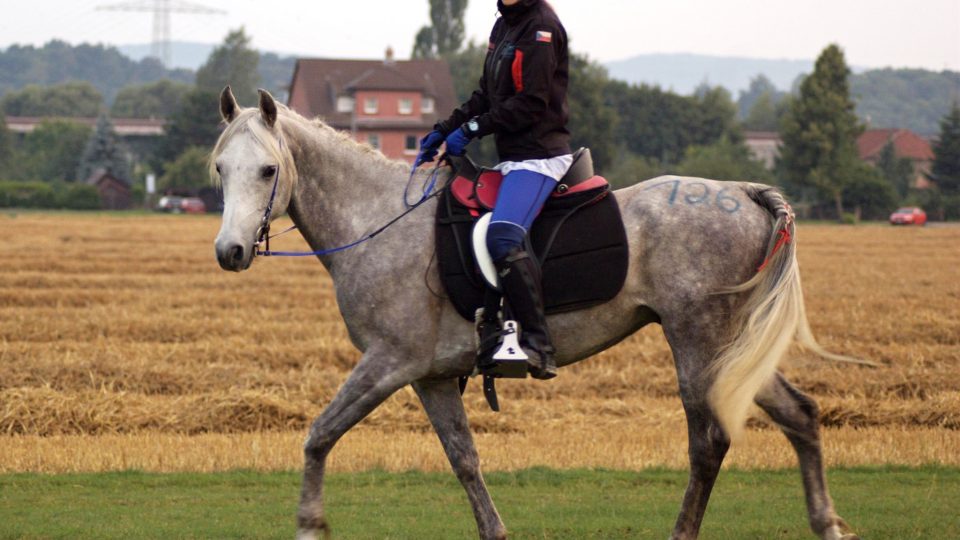 Cestou, necectou, po loukách, polích, srázech a pláních projíždí Markéta Terberová v tréninku se svým koněm Sahimem
