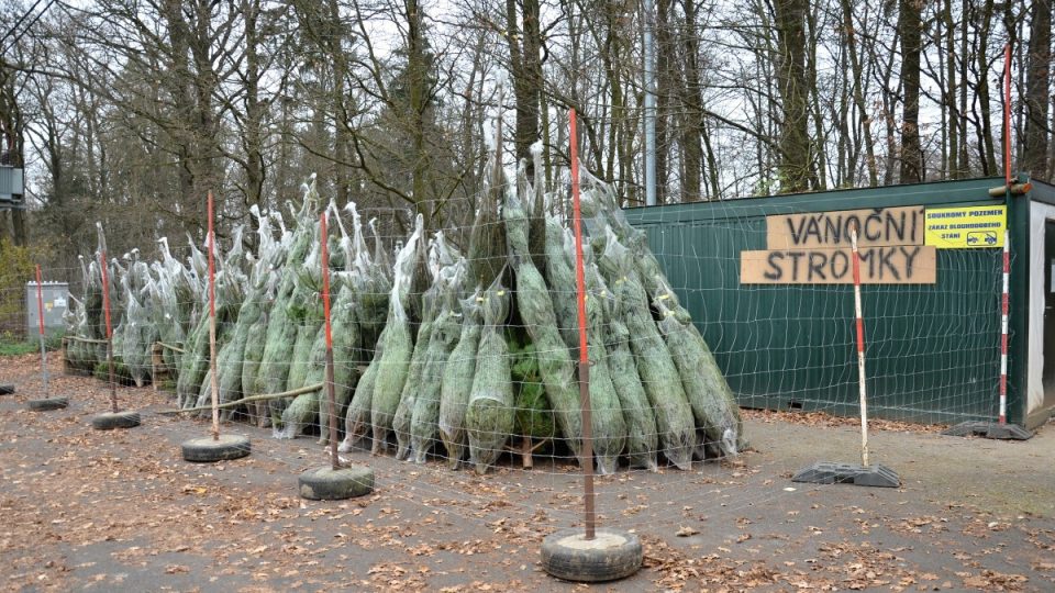 Ohrady, ve kterých se prodávají vánoční stromky, míjíme i podél silnic