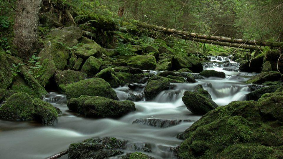 Fotografie z výpravy s průvodcem divočinou