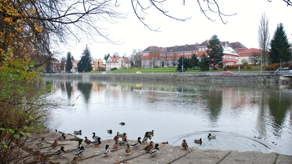 Divoké kachny na vodě rybníka