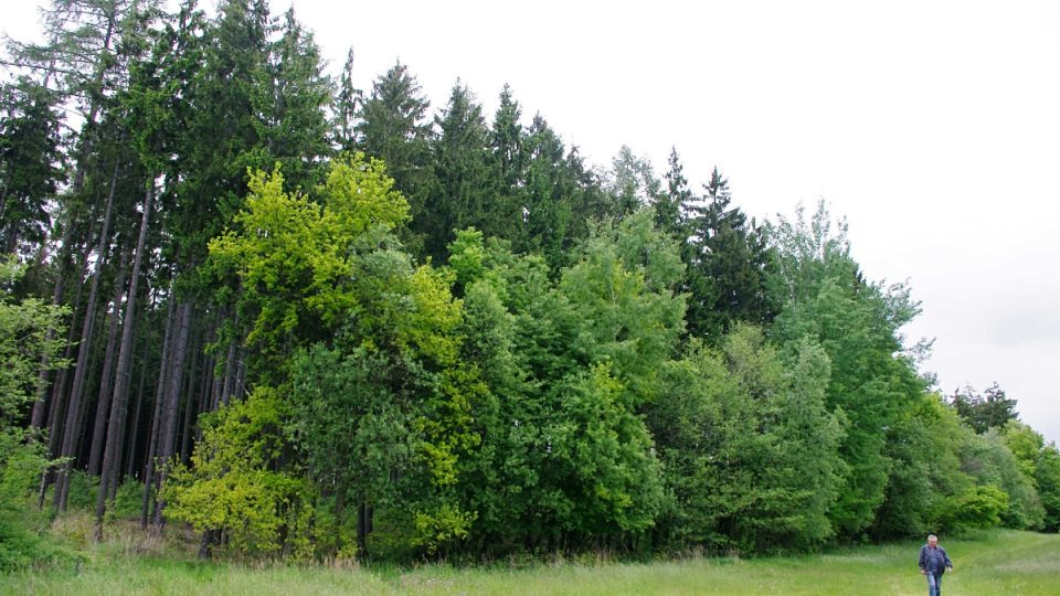 Les skrývající zbytky tvrze Sedlec s pasekou, na které stávala patrně stejnojmenná vesnice