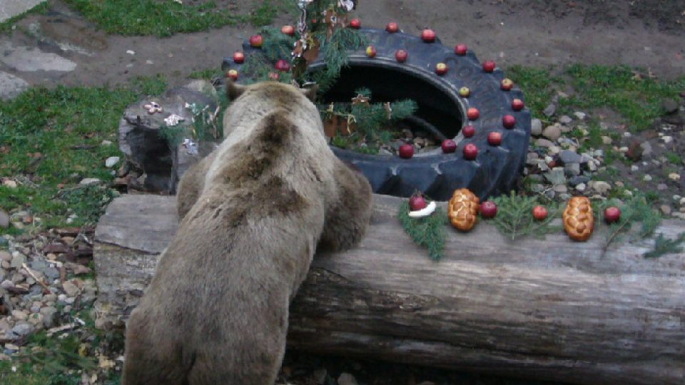 Medvěd se láduje vánočkou