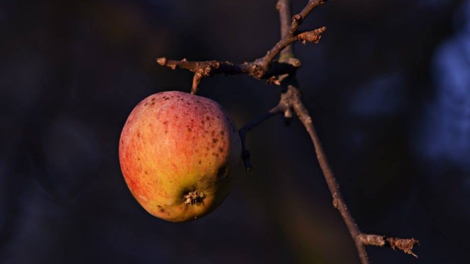 Podzimní odrůdy jabloní