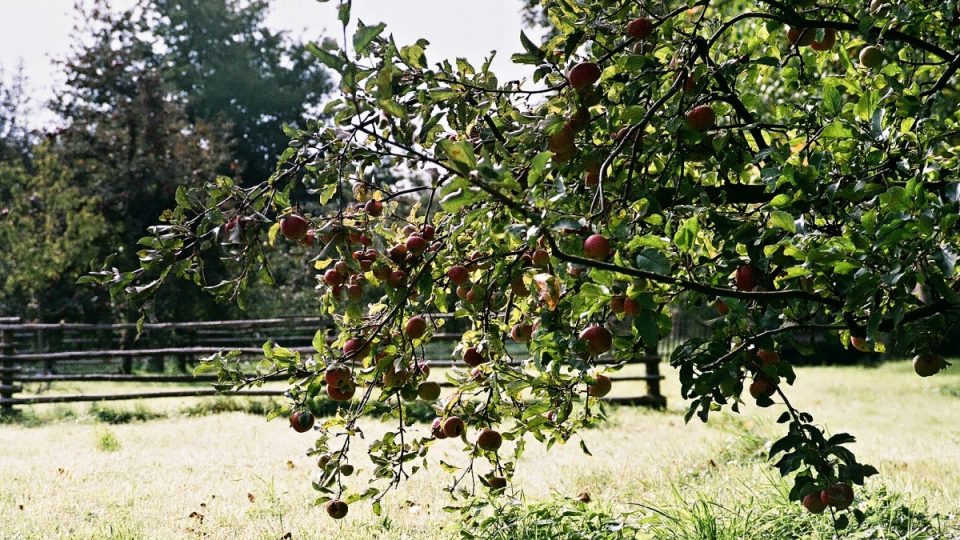Tradiční odrůdy jabloní