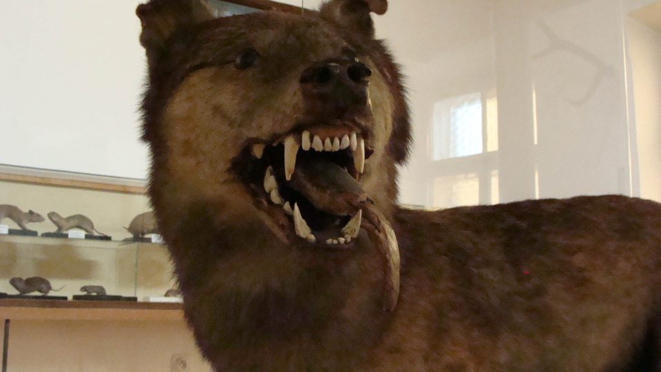 Poslední vlk z Králického Sněžníku v Městském muzeu Králíky