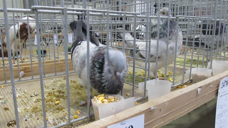 Chovatelé holubů přijeli do Lysé nad Labem z různých koutů republiky
