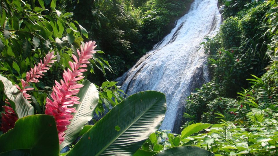 Zahrady Shaw Park nad Ocho Rios - květ zázvoru a vodopád