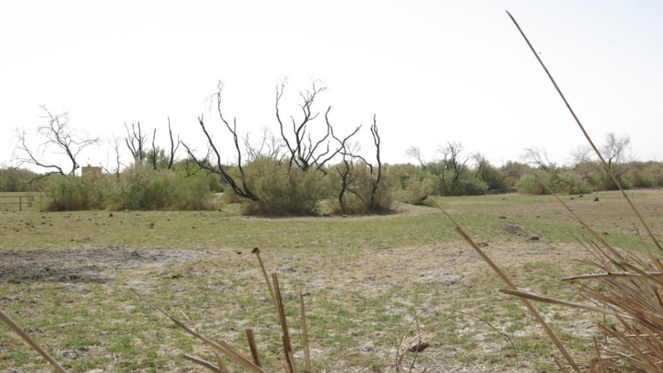 Z 95 % mokřadů v Azraku je dnes jen suchá pláň 