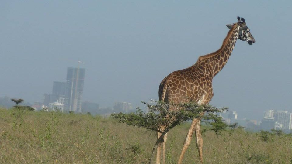 Žirafy, zebry, pštrosi, ale také lvi a nosorožci, ti všichni se „popásají“ na dohled nairobského Manhattanu